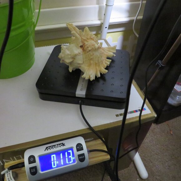 REAL Sea Shell Murex Conch with large fingers 6x5.5x4.5" Great Condition - Picture 11 of 11